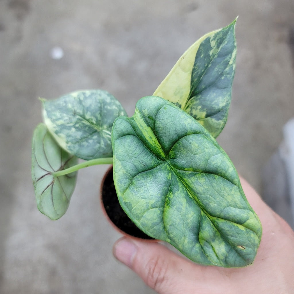 Alocasia baginda 'Silver Dragon variegated' - 2