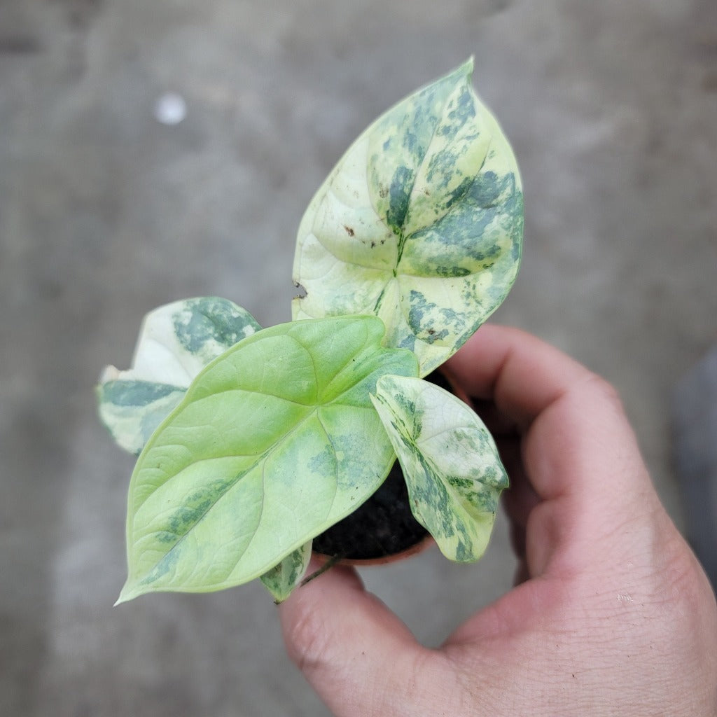 Alocasia baginda 'Silver Dragon variegated' - 2