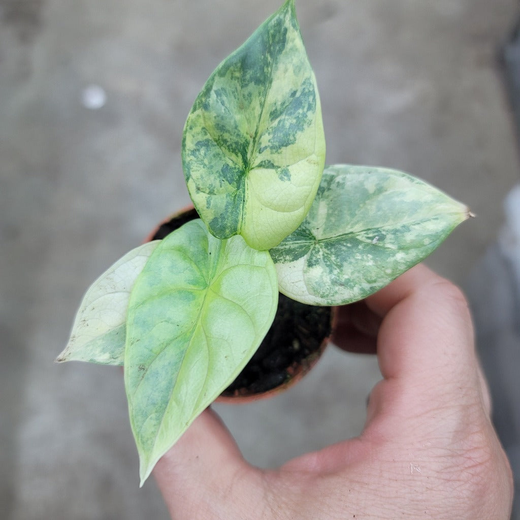 Alocasia baginda 'Silver Dragon variegated' - 2