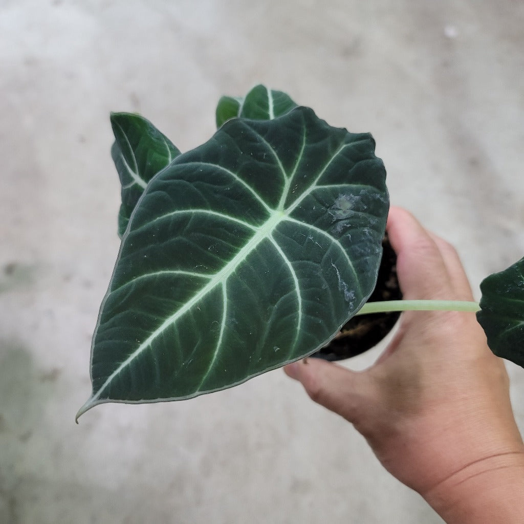 Alocasia black velvet - 4