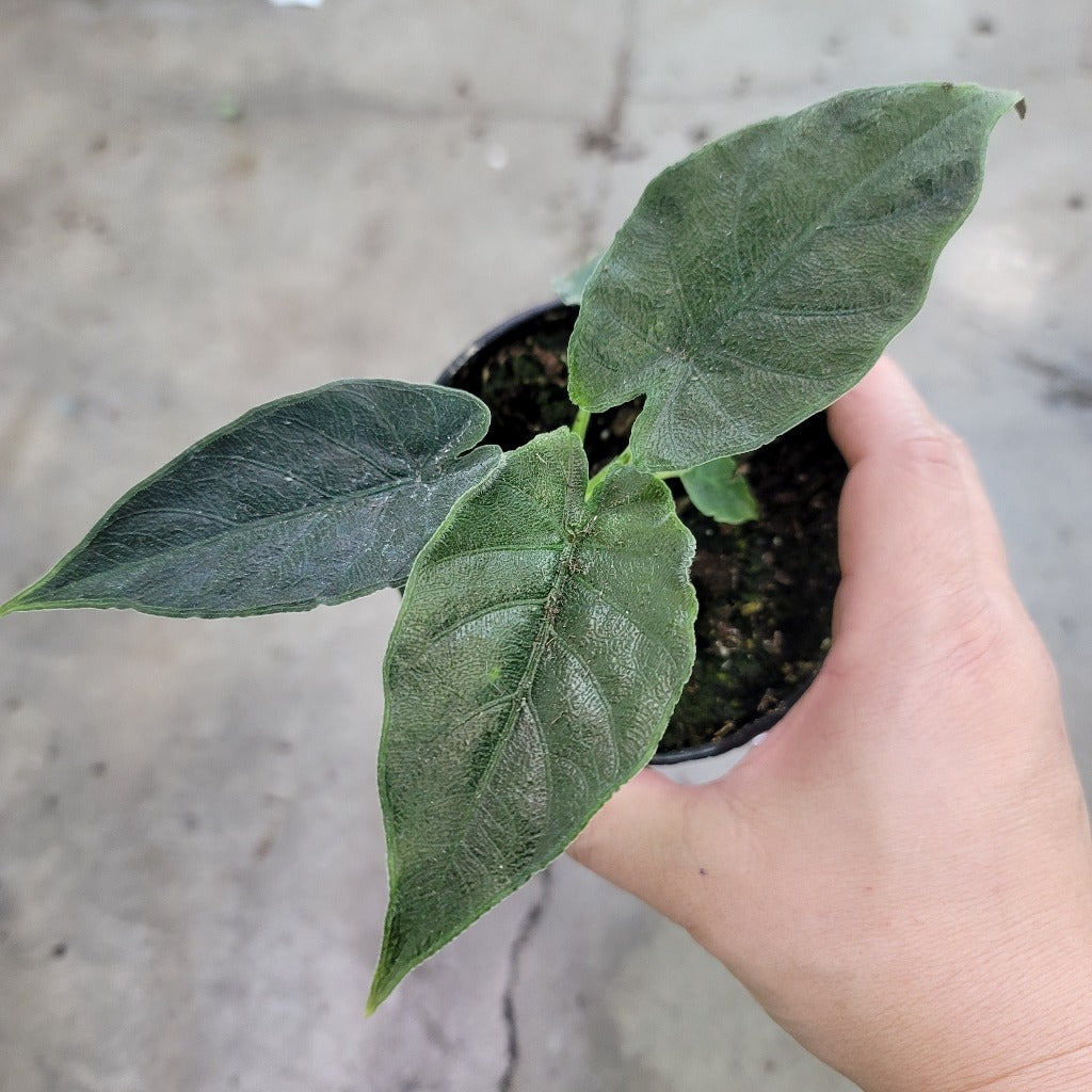 ALOCASIA - Alocasia Chienlii 'Antoro Velvet' - 4"