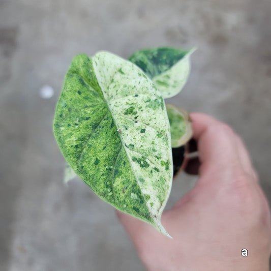 ALOCASIA - Alocasia Dragon Scale Mint - 2"