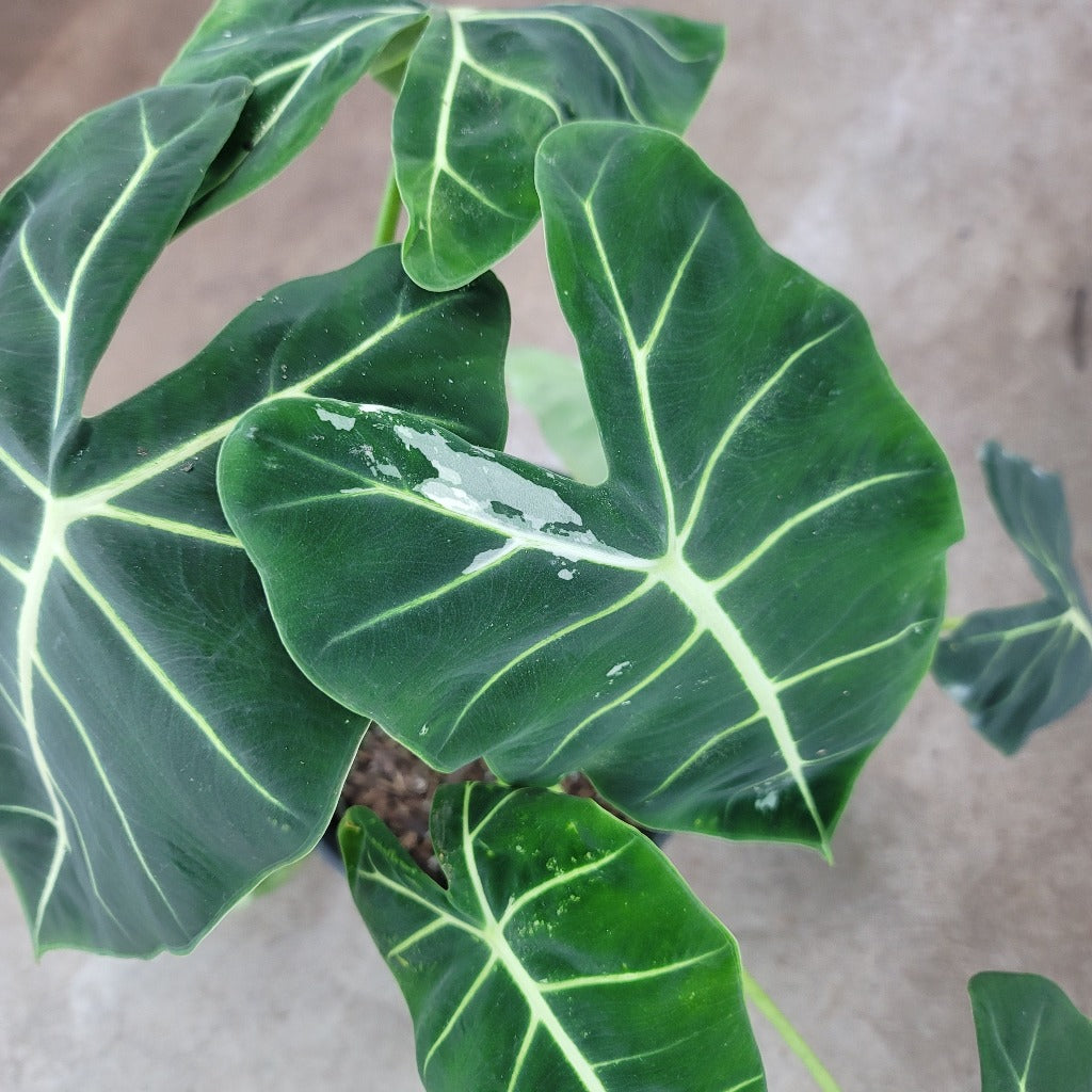 Alocasia frydek - 1 gallon