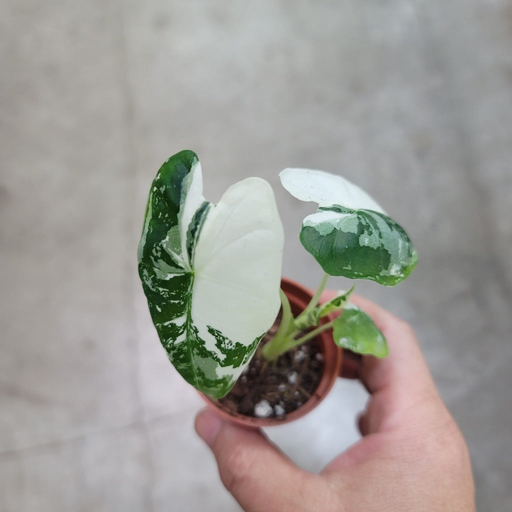 ALOCASIA - Alocasia Frydek Variegata - 2"