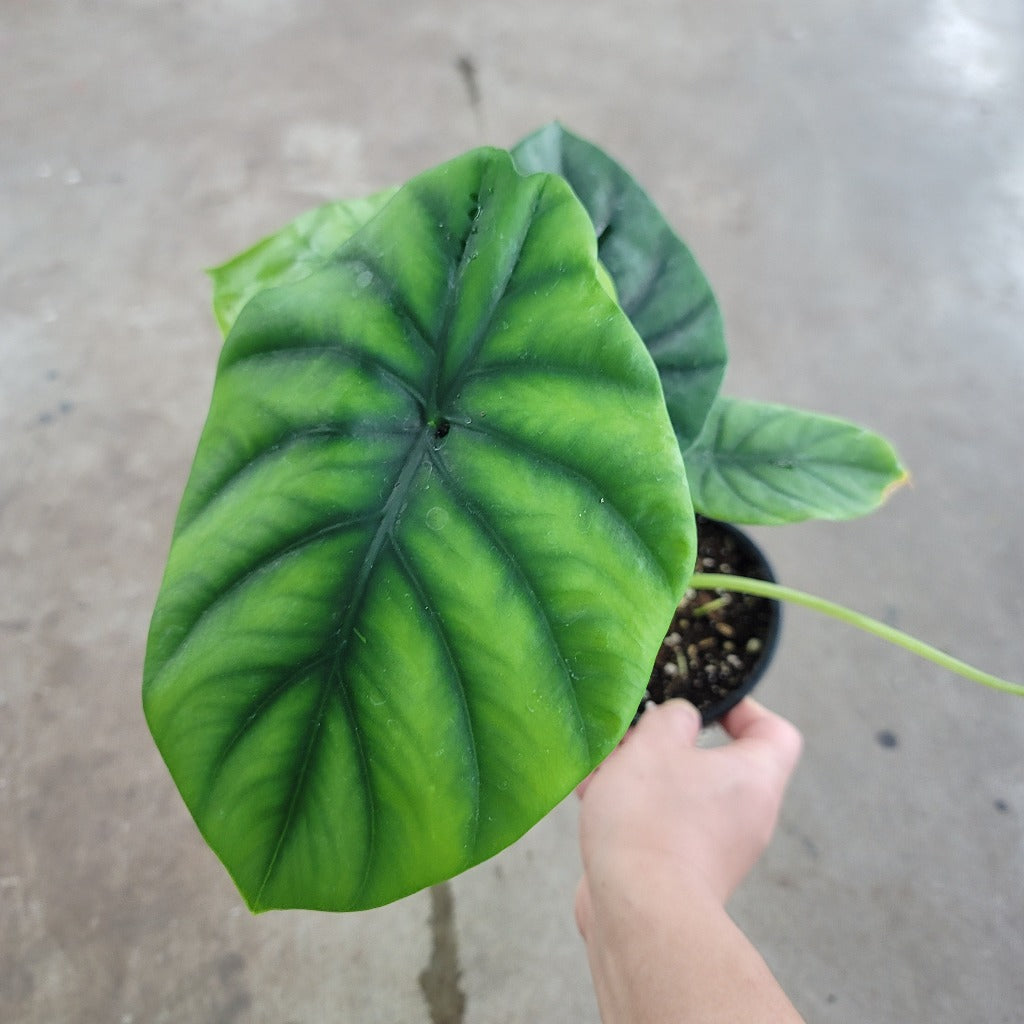 Alocasia 'Green Shield' - 4.5