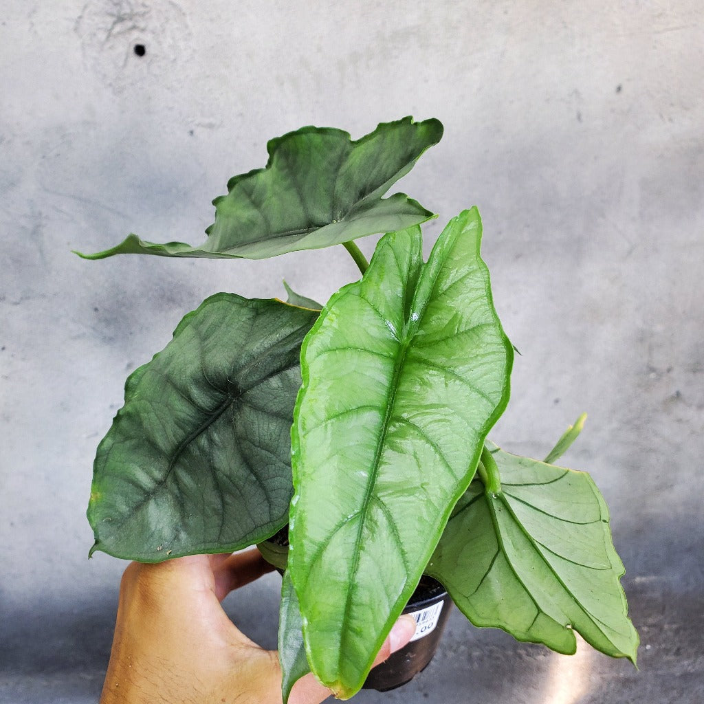 Alocasia heterophylla - 4