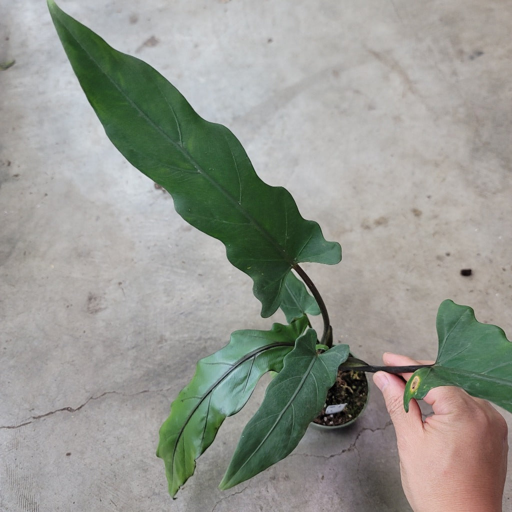 Alocasia lauterbachiana - 6