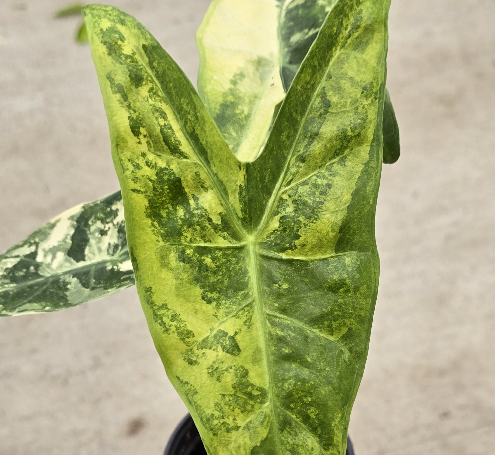 ALOCASIAS