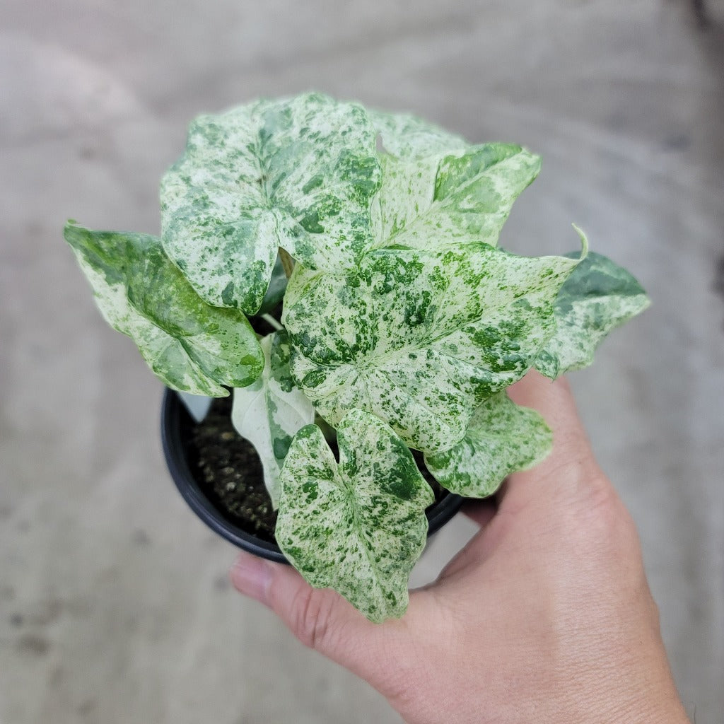 Alocasia macrorrhiza 'Camouflage' - 4