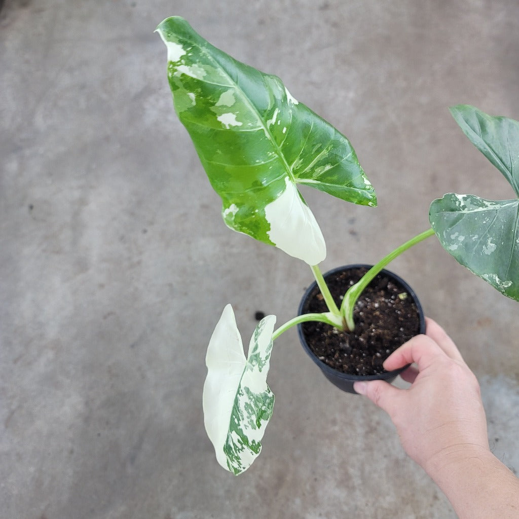 ALOCASIA - Alocasia Macrorrhiza 'Variegata' - 5"