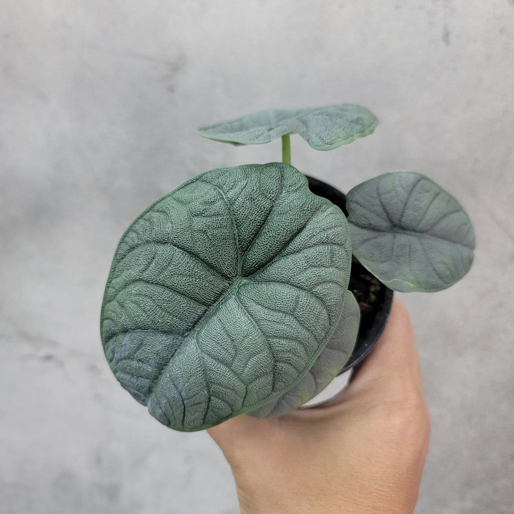 Alocasia melo - 4