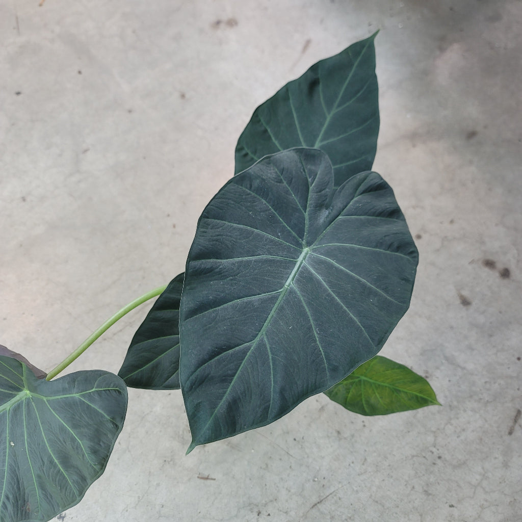 ALOCASIA - Alocasia 'Regal Shield' - 6"