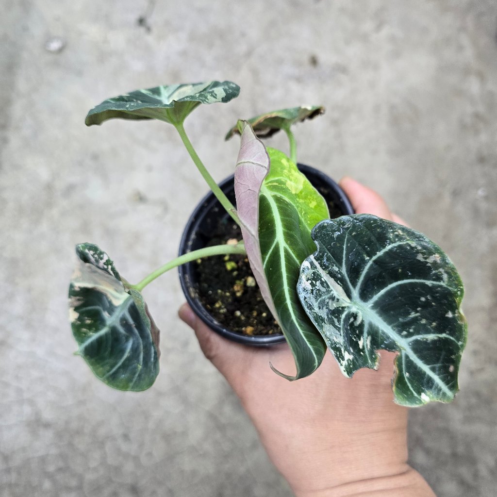 Alocasia reginula 'Black  Velvet Pink Variegata' -4