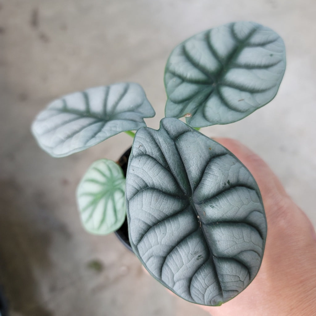 Alocasia silver dragon - 4