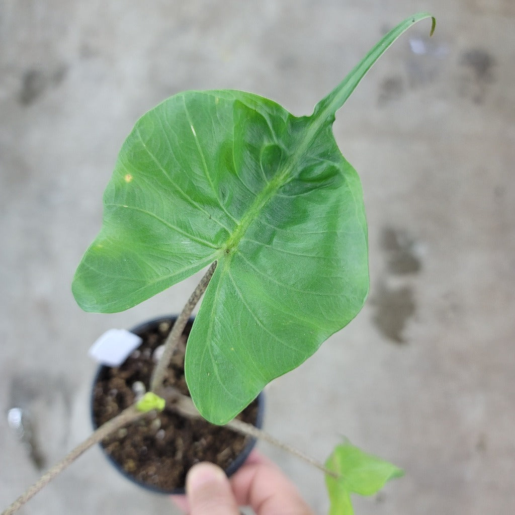 Alocasia stingray - 4