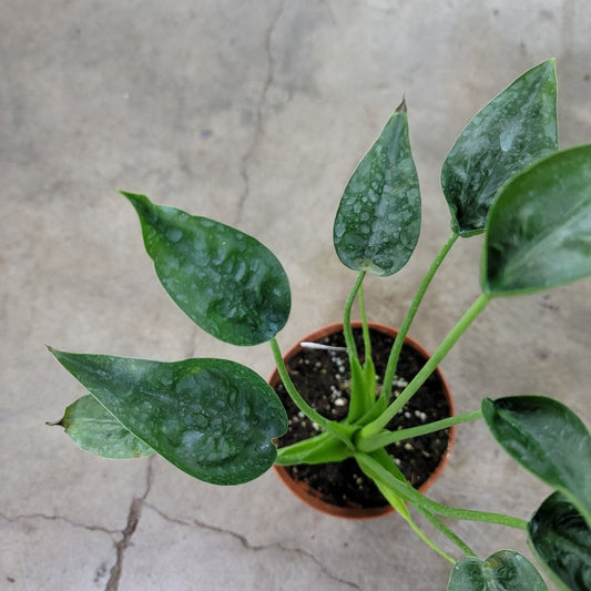 ALOCASIA - Alocasia 'Tiny Dancer' - 6"