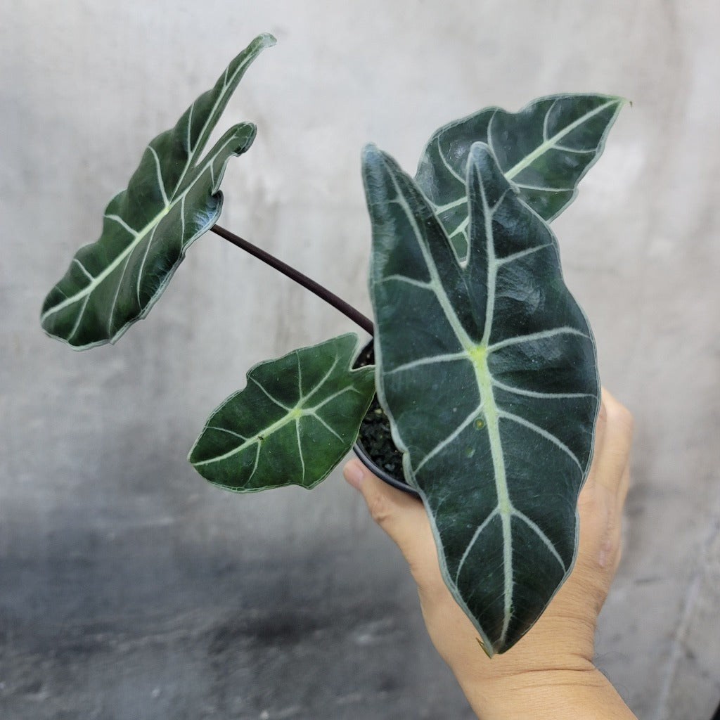 Alocasia watsoniana - 6.5