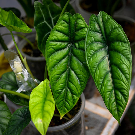 Alocasia Puncak Borneensis - 4"