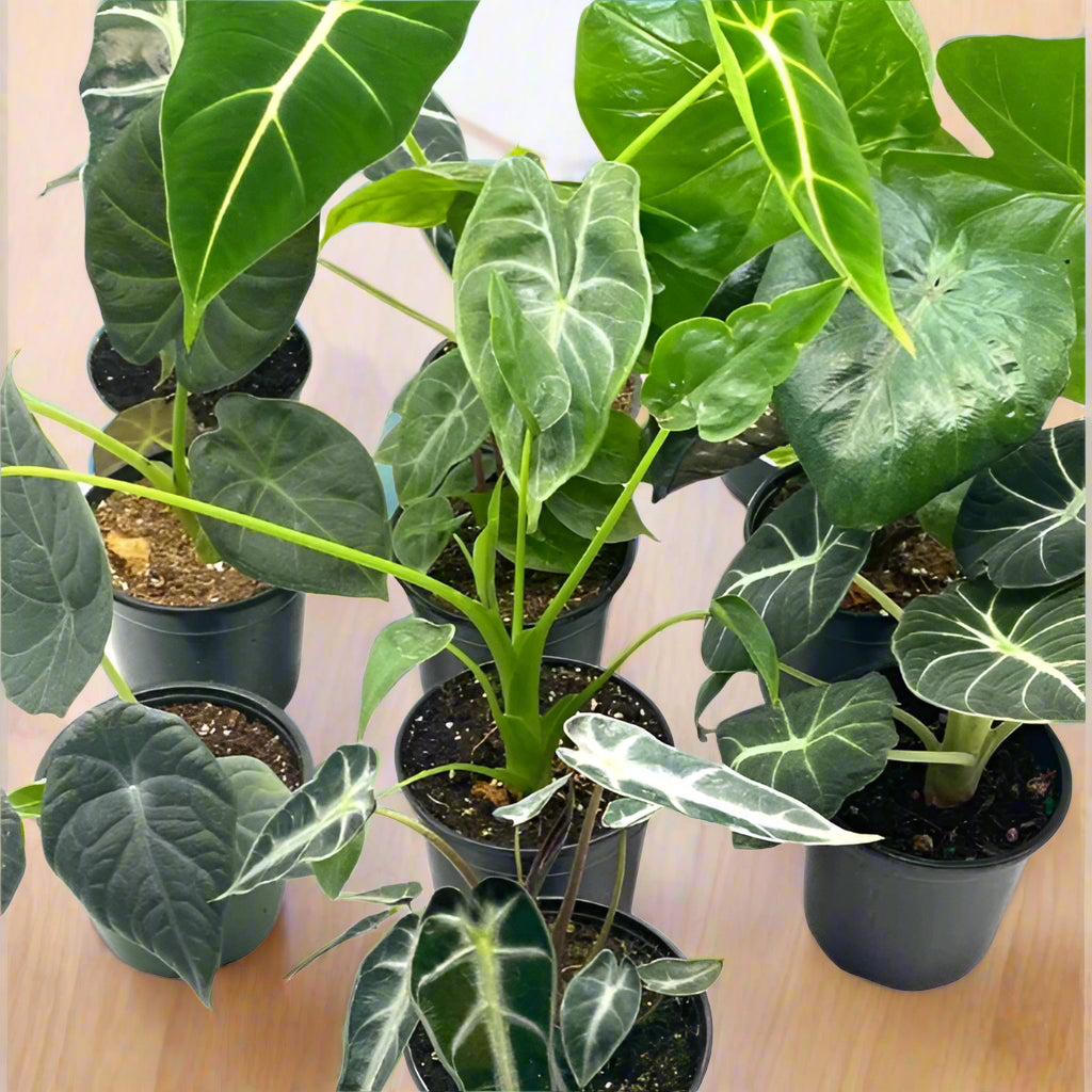 Alocasia Assorted - 4"