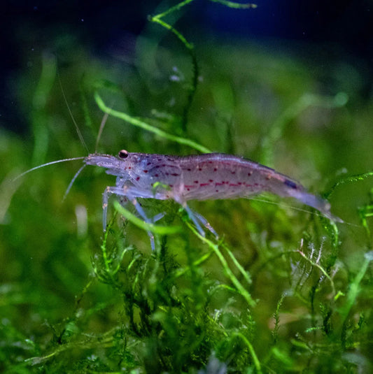Amano Shrimp