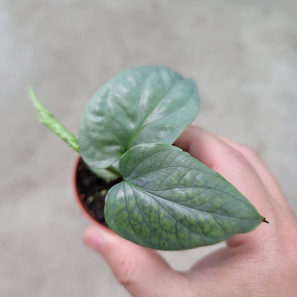 AMYDRIUM - AMYDRIUM SILVER - 2"