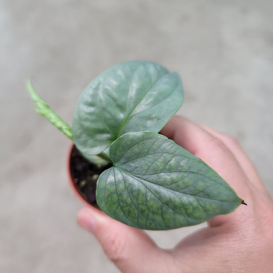 AMYDRIUM - AMYDRIUM SILVER - 2"