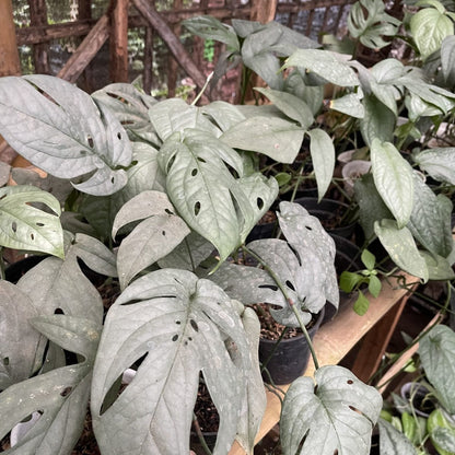 AMYDRIUM - AMYDRIUM SILVER - 2"