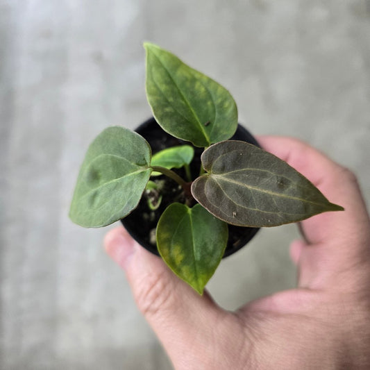 ANTHURIUM - Anthurium Clarinervium X  'Bintang Kejora' - 2"