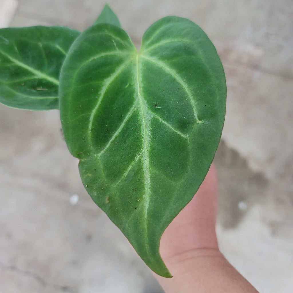 Anthurium crystallinum hybrid - 4