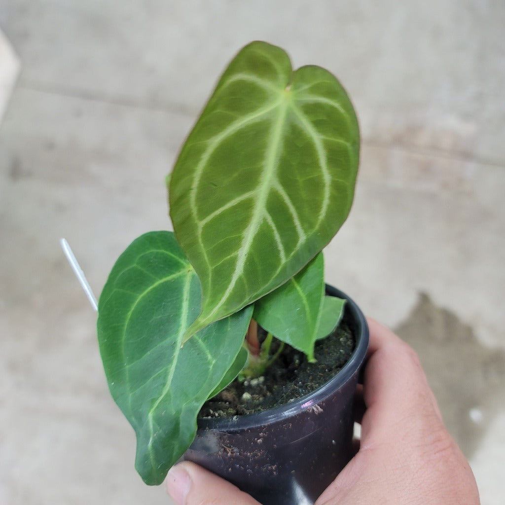 Anthurium crystallinum hybrid - 4