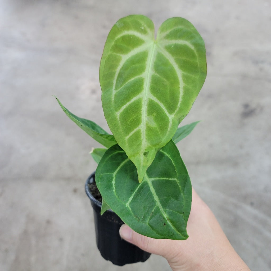 Anthurium crystallinum hybrid - 4