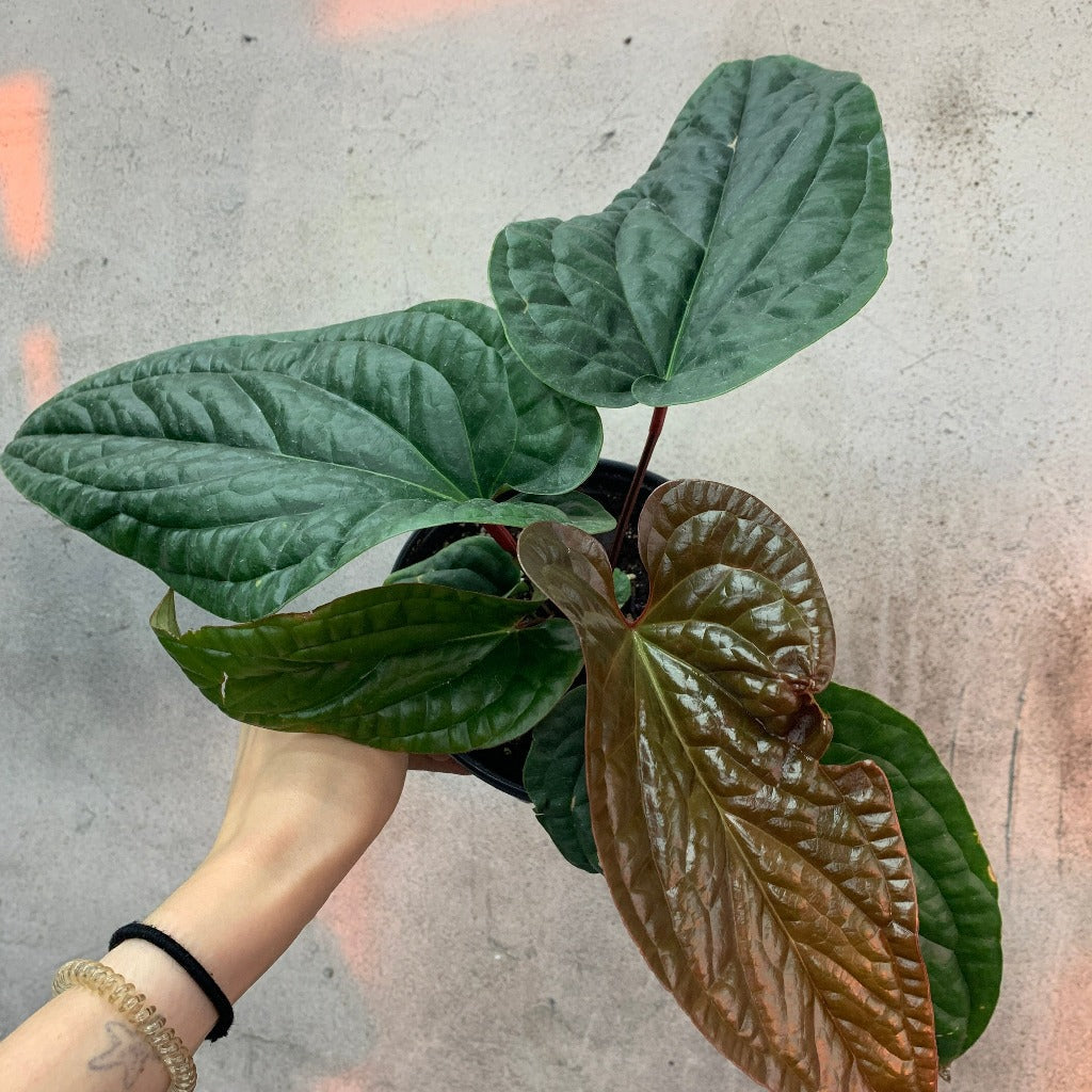 Anthurium luxurians hybrid - 6