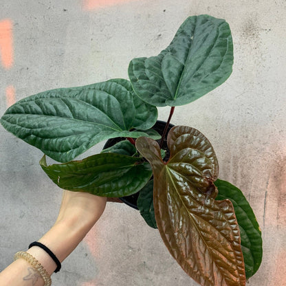 ANTHURIUM - ANTHURIUM LUXURIANS - 6"