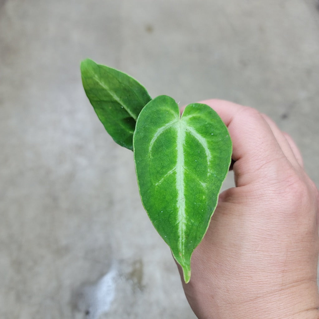ANTHURIUM - Anthurium Magnificum - 2"'