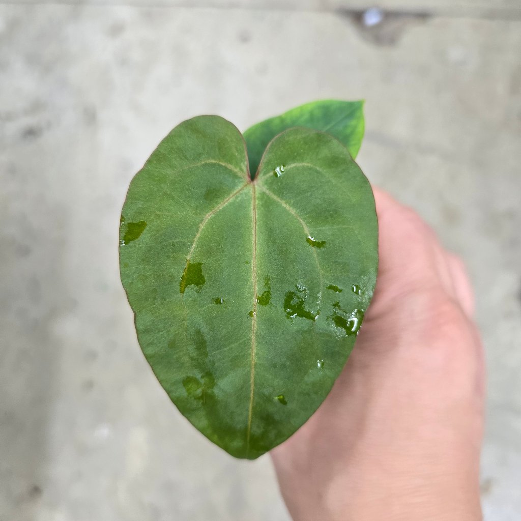 Anthurium papillilaminum hybrid - 2