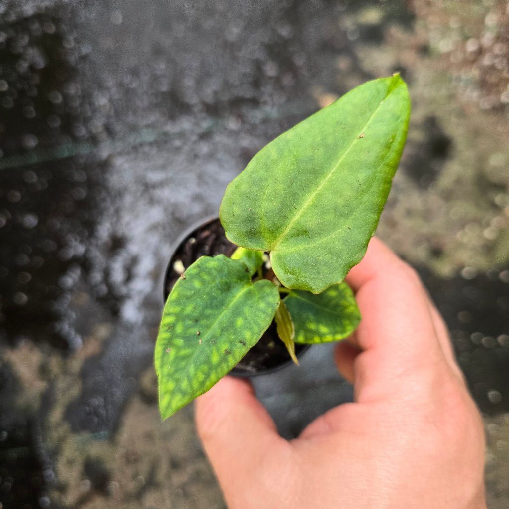 ANTHURIUM - Anthurium Papillilaminum ORI - 2"