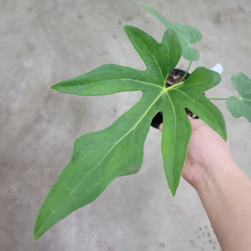 Anthurium podophyllum - 4.5