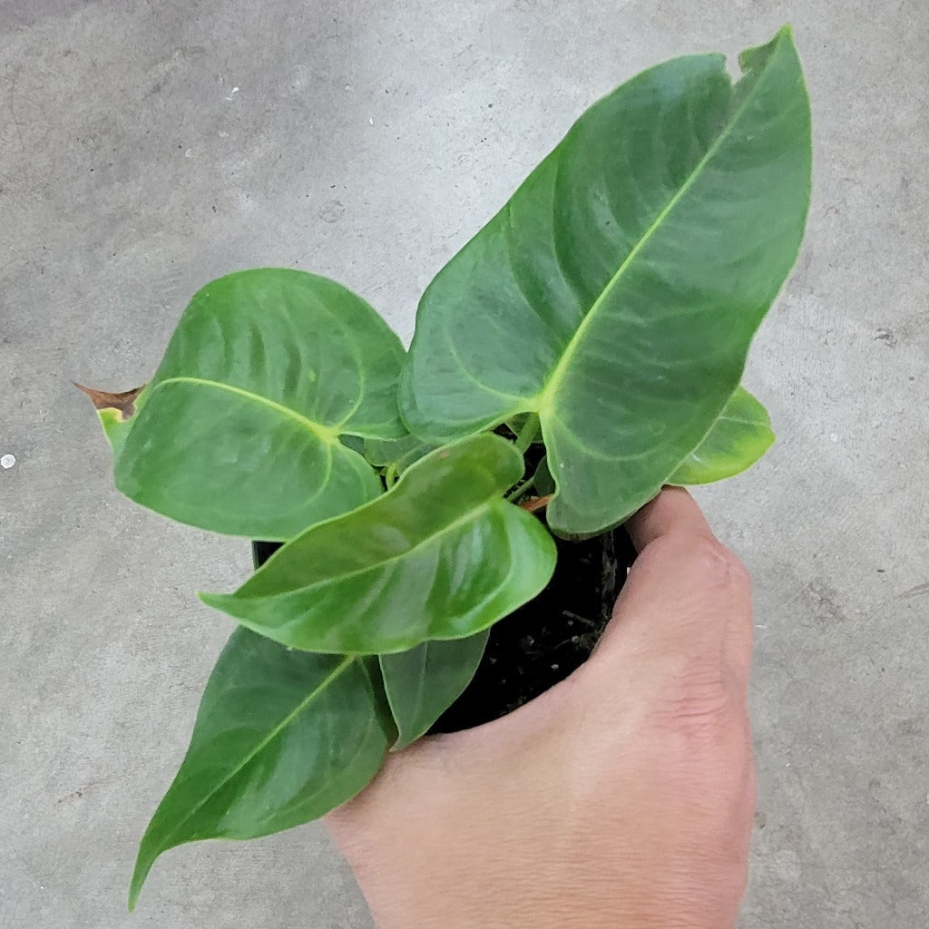 Anthurium veitchii - 4