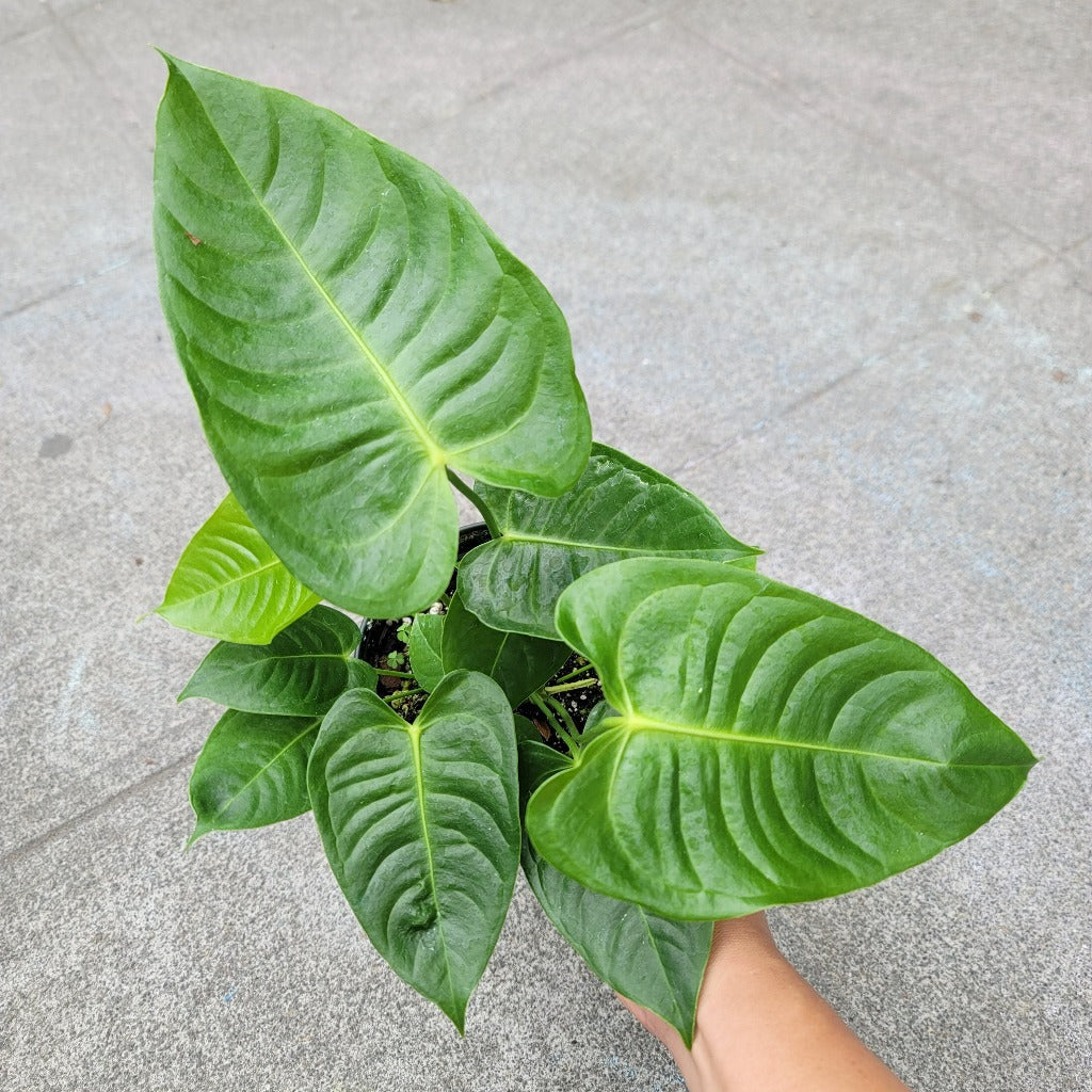 Anthurium veitchii - 8