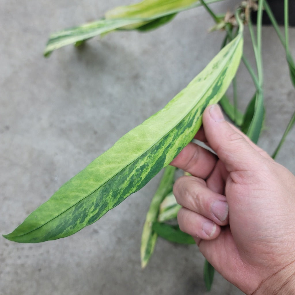 Anthurium vittariifolium variegated