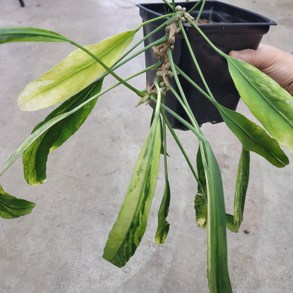 Anthurium vittariifolium variegated