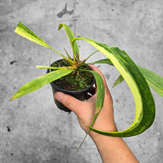 ANTHURIUM - Anthurium Vittarifolium Variegated - 6"