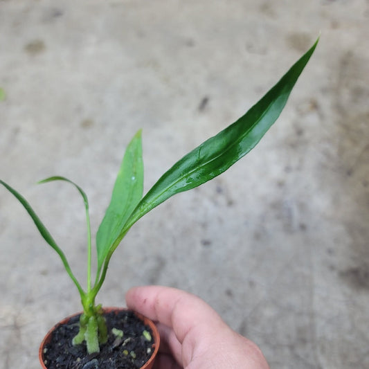 ANTHURIUM - Anthurium Vittariifolium - 2"