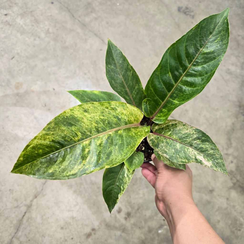 Anthurium hookeri variegata - 4