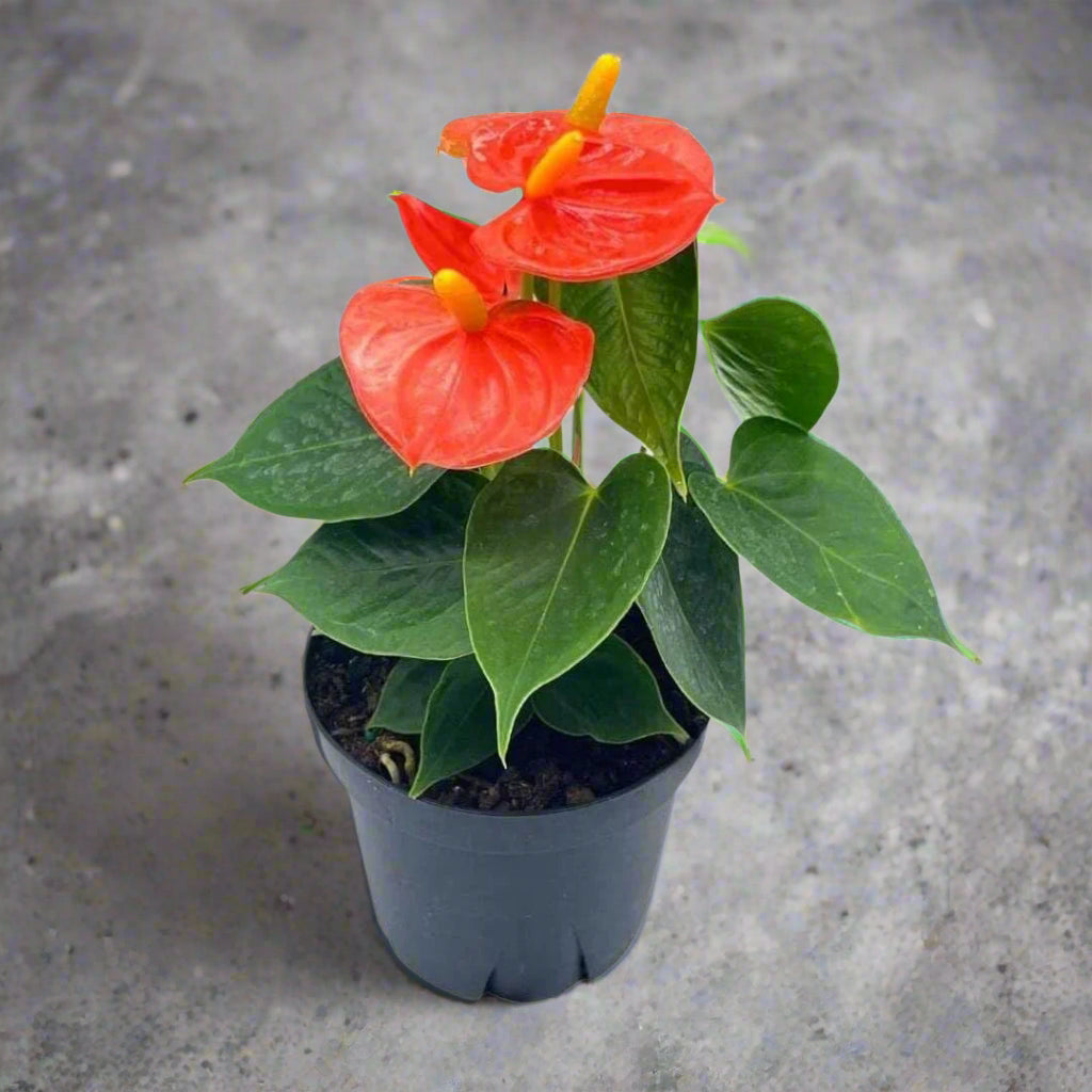 Anthurium andreanum - orange - 4"