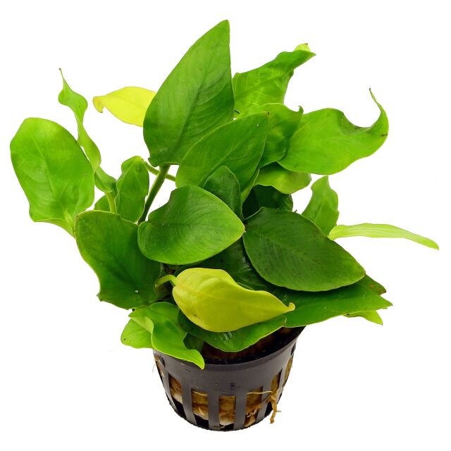 Anubias barteri var. nana (Golden) - TC