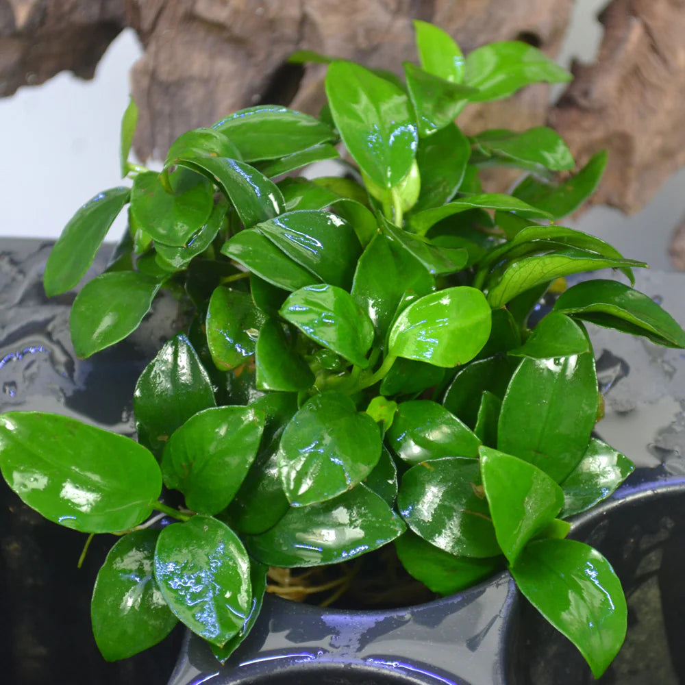 Anubias nana - 2