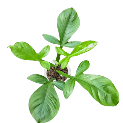 Philodendron applanatum G.M. Barroso - 4"