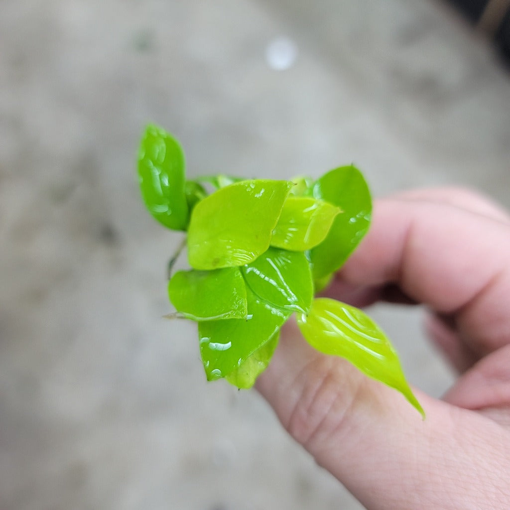 Anubias barteri var. nana (Golden) - TC