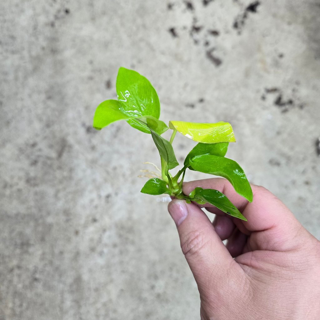 AQUATIC PLANTS - Anubias Nana Gold